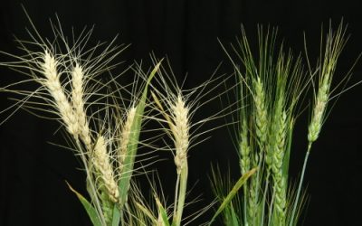 Fusariose: Descoberto gene que permite desenvolver trigo resistente a fungo altamente destruidor