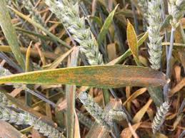 A ameaça da ferrugem amarela ao trigo nacional