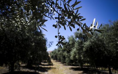 Portugueses estão a desenvolver um biopesticida contra bactéria que ataca olivais e amendoais