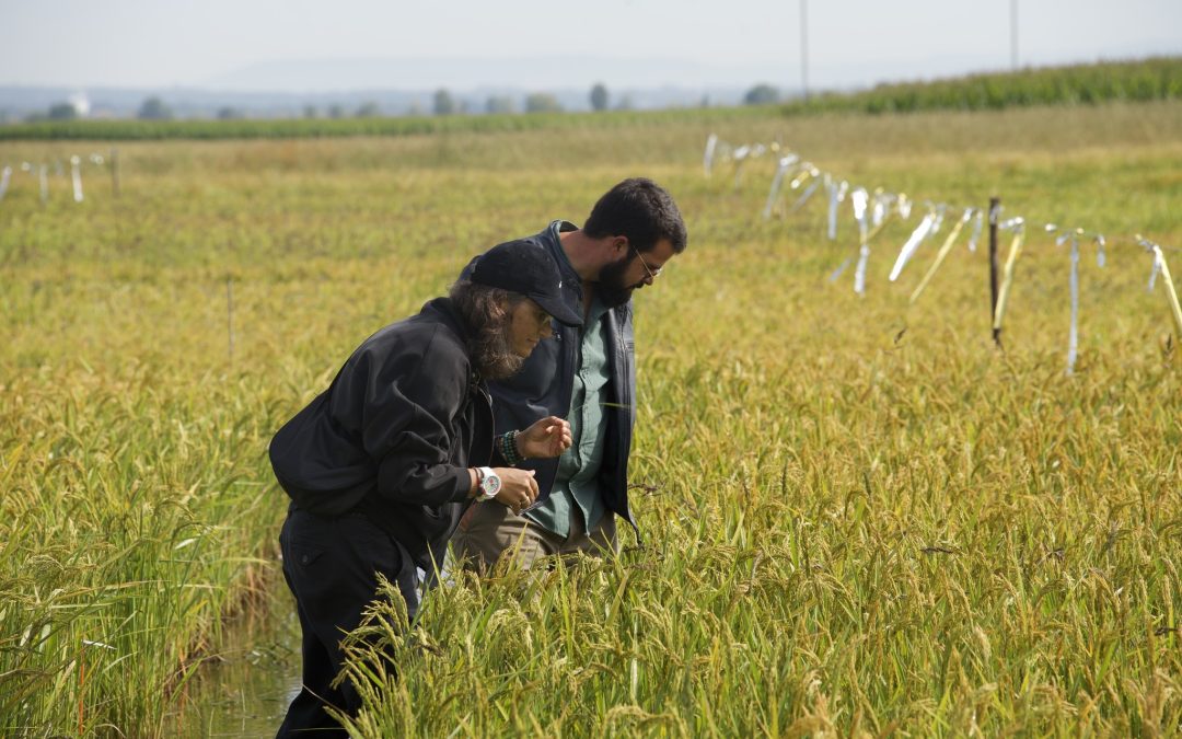InPP participou em Dia Aberto dedicado aos cereiais do Baixo Mondego
